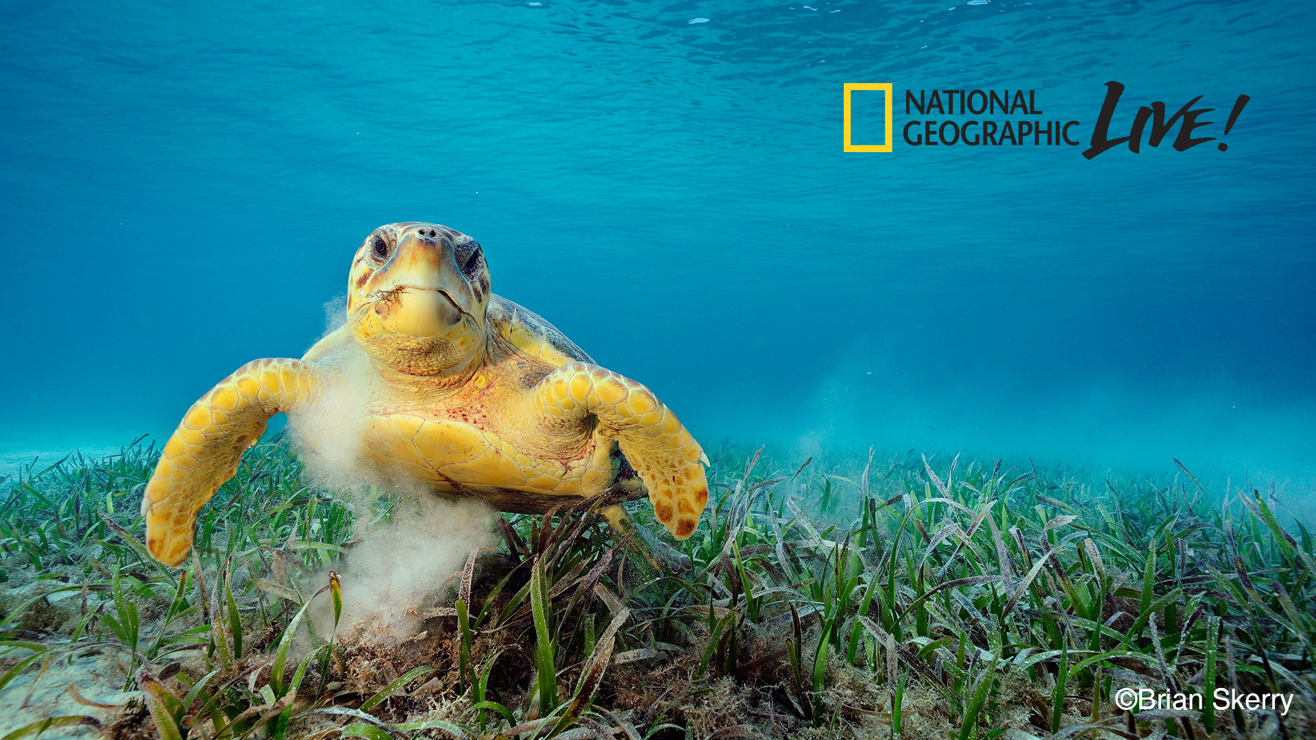 Chương trình National Geographic Live! nổi tiếng (cre: National Geographic)